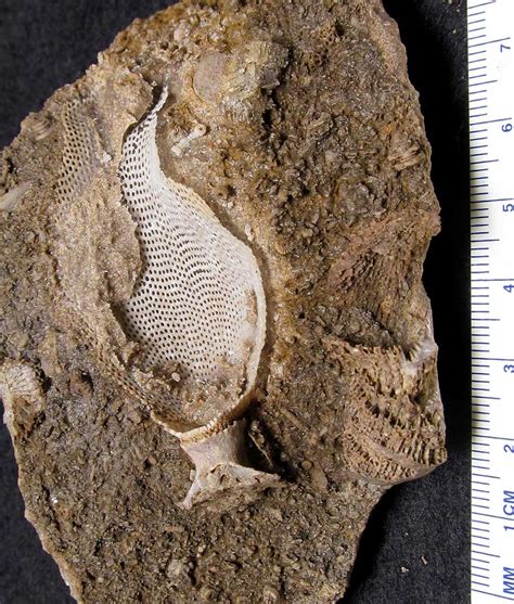 bryozoan fossil pictures.